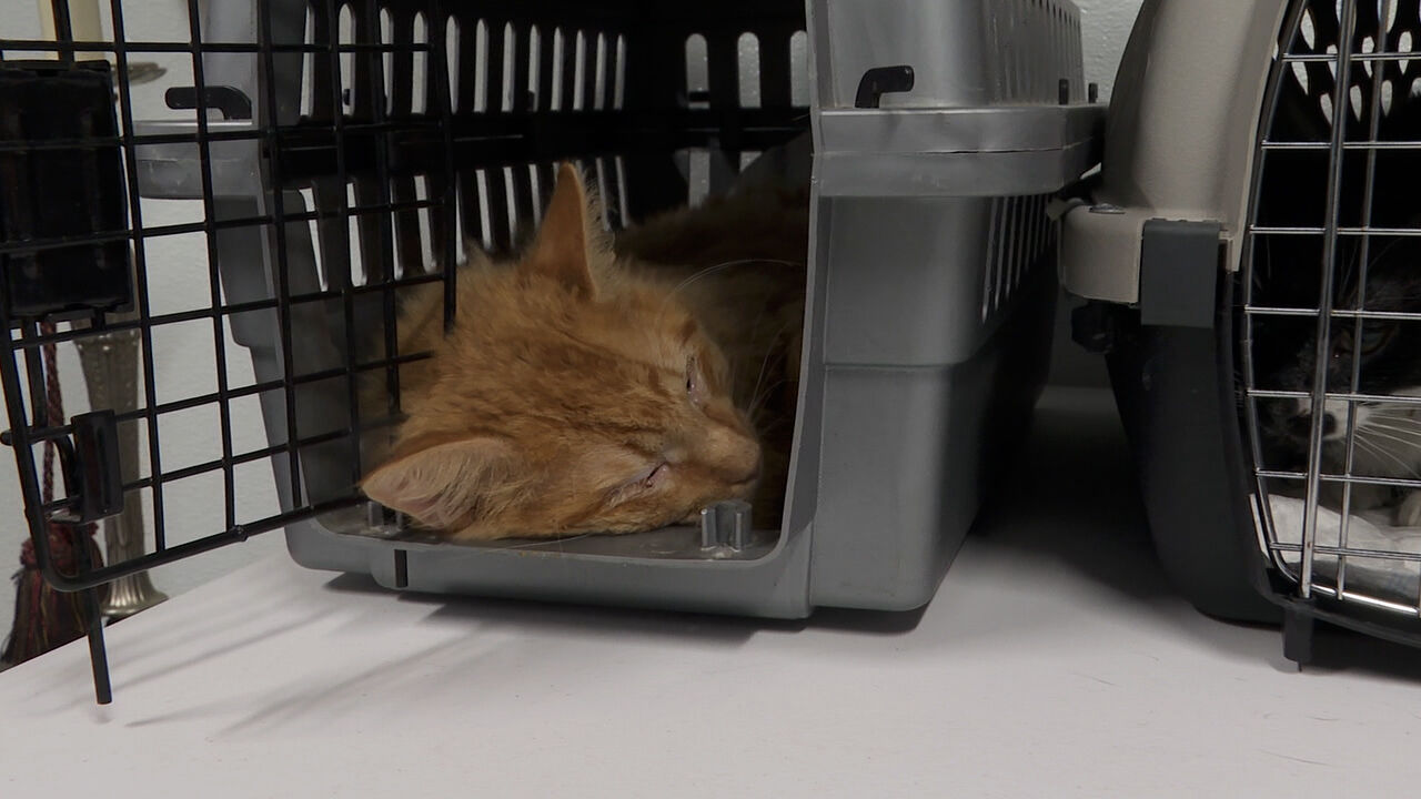 Animal rescue group help spay and neuter Texarkana pets